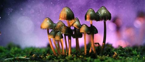 Journeying Into Addiction: Exploring the Perils of Magic Mushroom Use